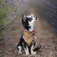Charger l'image dans la visionneuse de la galerie, Foulard de soie Joy pour chien-Les Soieries d'HUBBTON'S