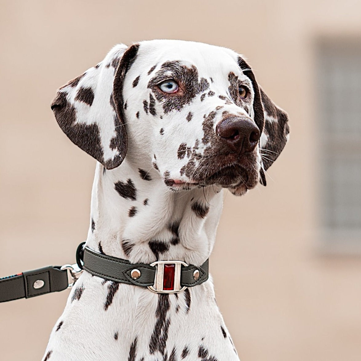 gros plan de dalmatienne de face portant collier Touareg gris vert boucle argent et murano Ambre