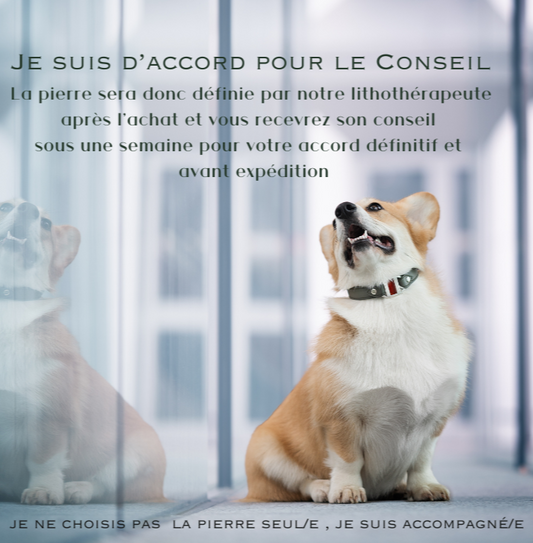 photo de petit chien avec texte je suis d'accord pour le conseil , la pierre sera donc définie par notre lithothérapeuthe, vous recevrez son conseil sous une semaine pour votre accord définitif avant expédition 