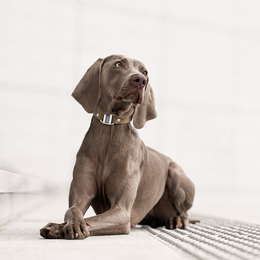 Corps de Collier Touareg pour Petit et Moyen Chien (petite boucle Signature et cabochon à ajouter)