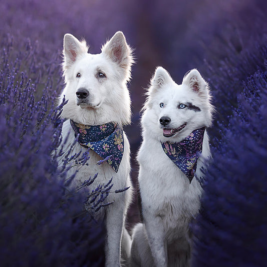 Foulard de soie Bleu Royal pour chien-Les Soieries d'HUBBTON'S