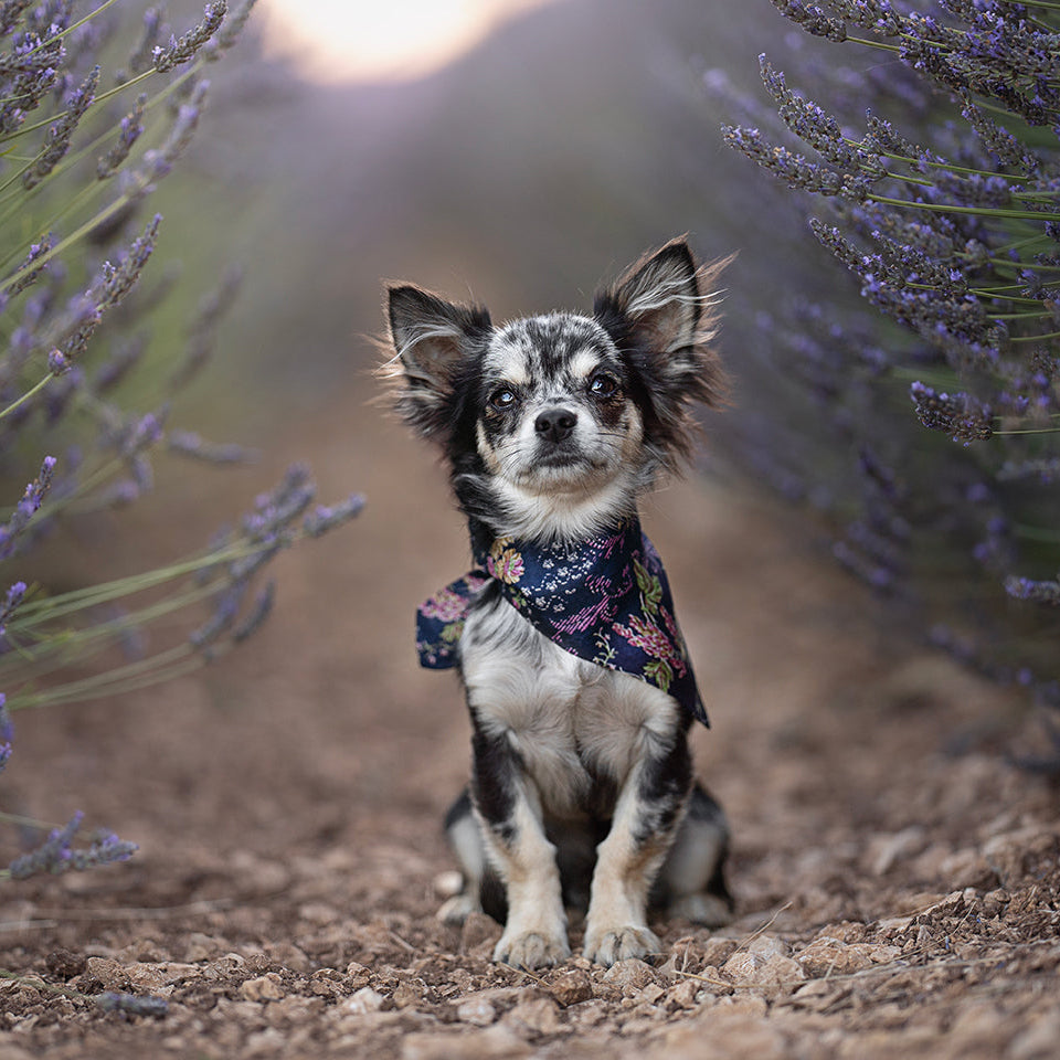 Foulard de soie Bleu Royal pour chien-Les Soieries d'HUBBTON'S