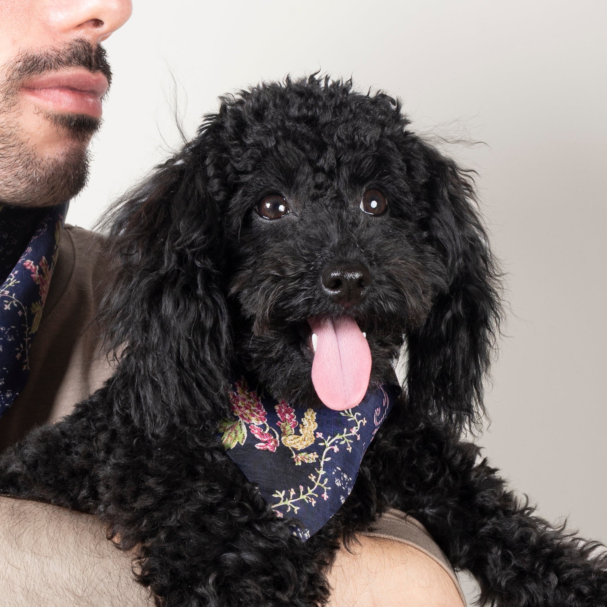 Foulard de soie Bleu Royal pour chien-Les Soieries d'HUBBTON'S