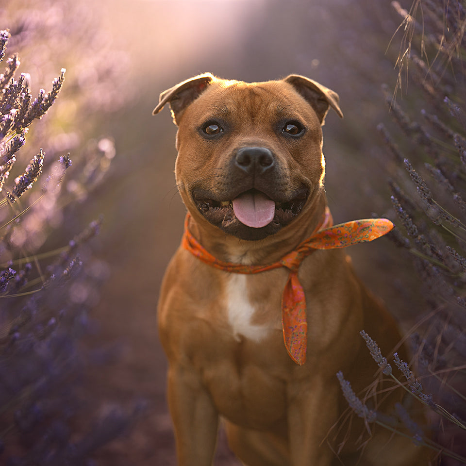 Foulard de soie Clémentine pour chien-Les Soieries d'HUBBTON'S