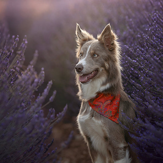 Foulard de soie Cuivre d'automne pour chien-Les Soieries d'HUBBTON'S