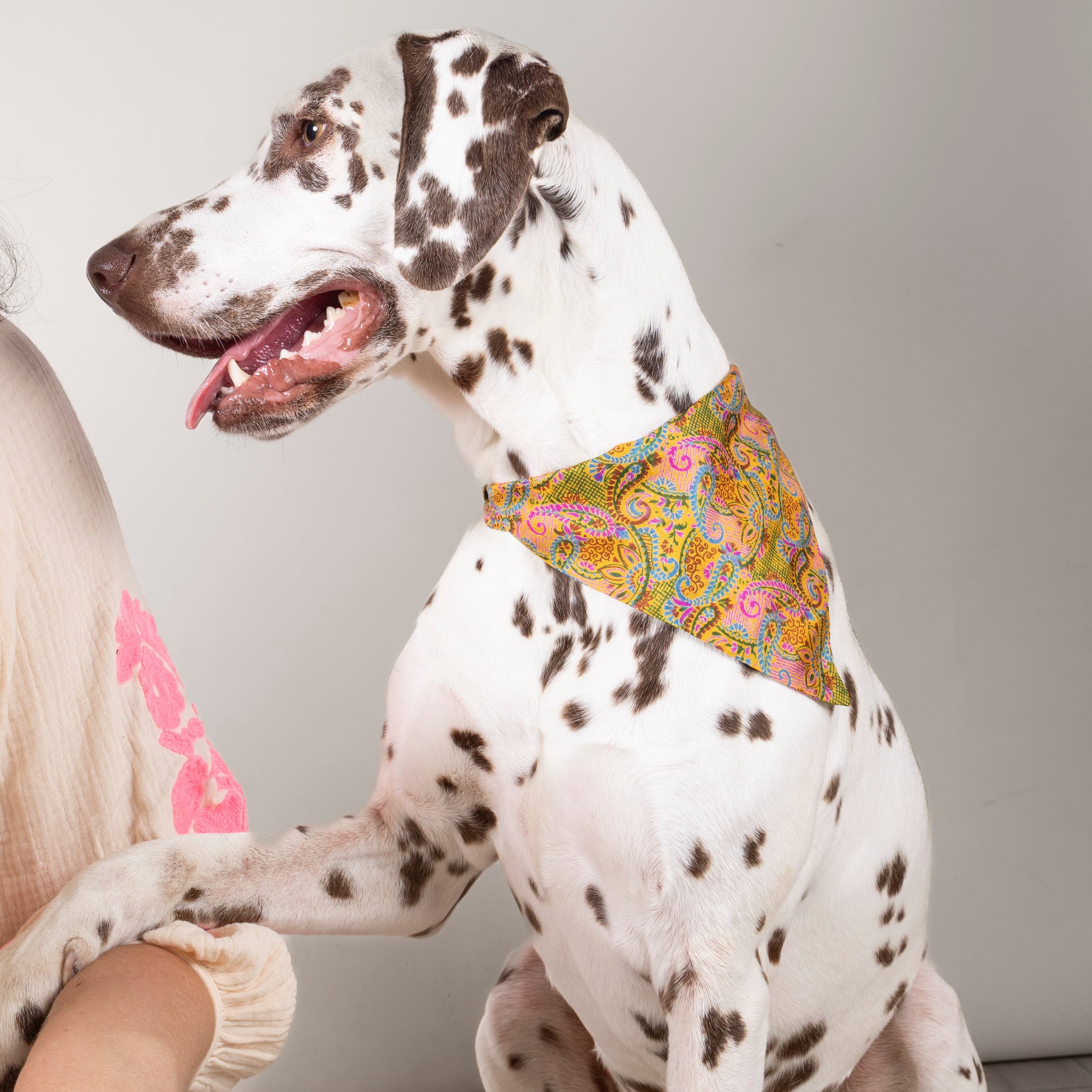 Foulard de soie Joy pour chien-Les Soieries d'HUBBTON'S