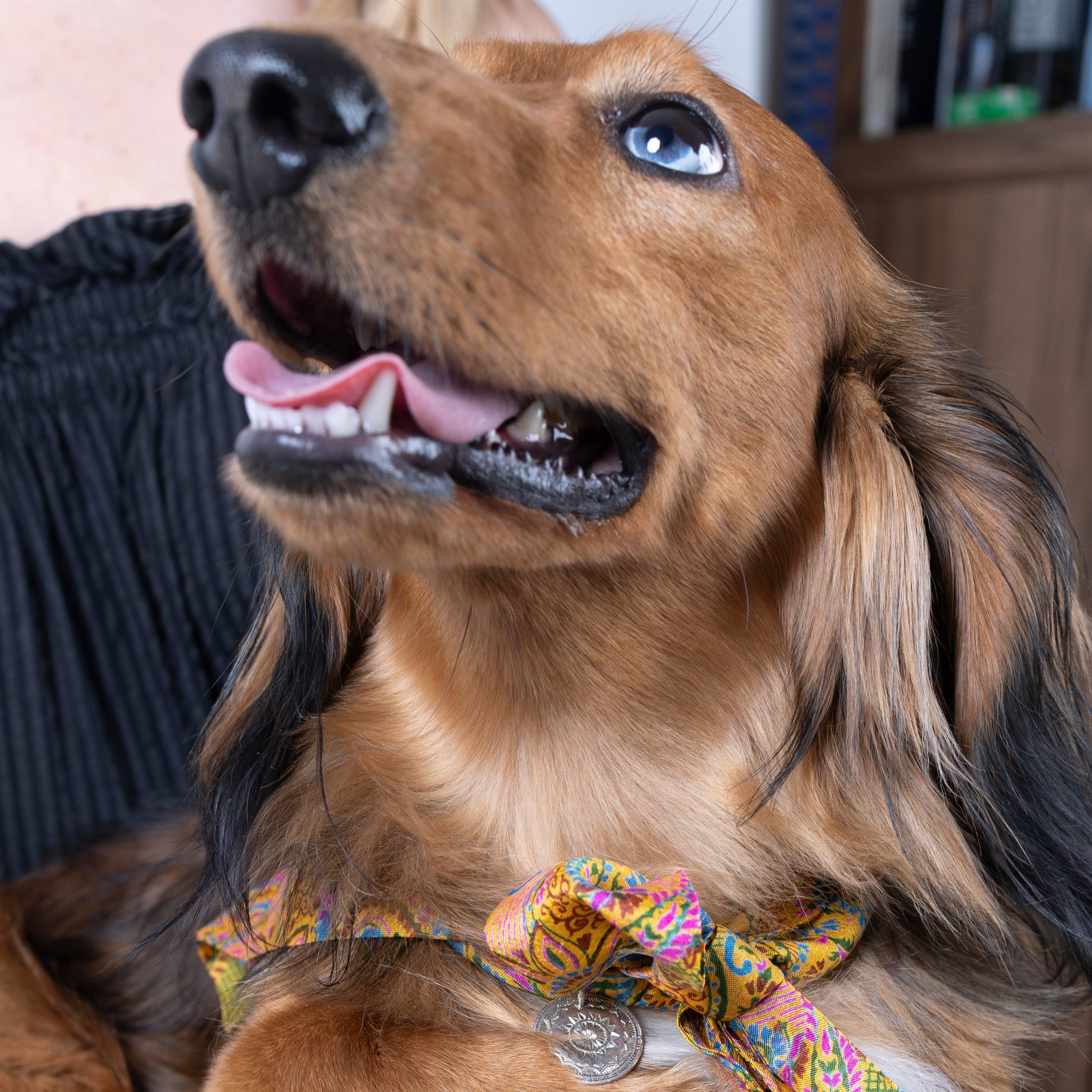 Foulard de soie Joy pour chien-Les Soieries d'HUBBTON'S