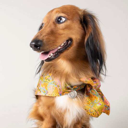 Foulard de soie Joy pour chien-Les Soieries d'HUBBTON'S