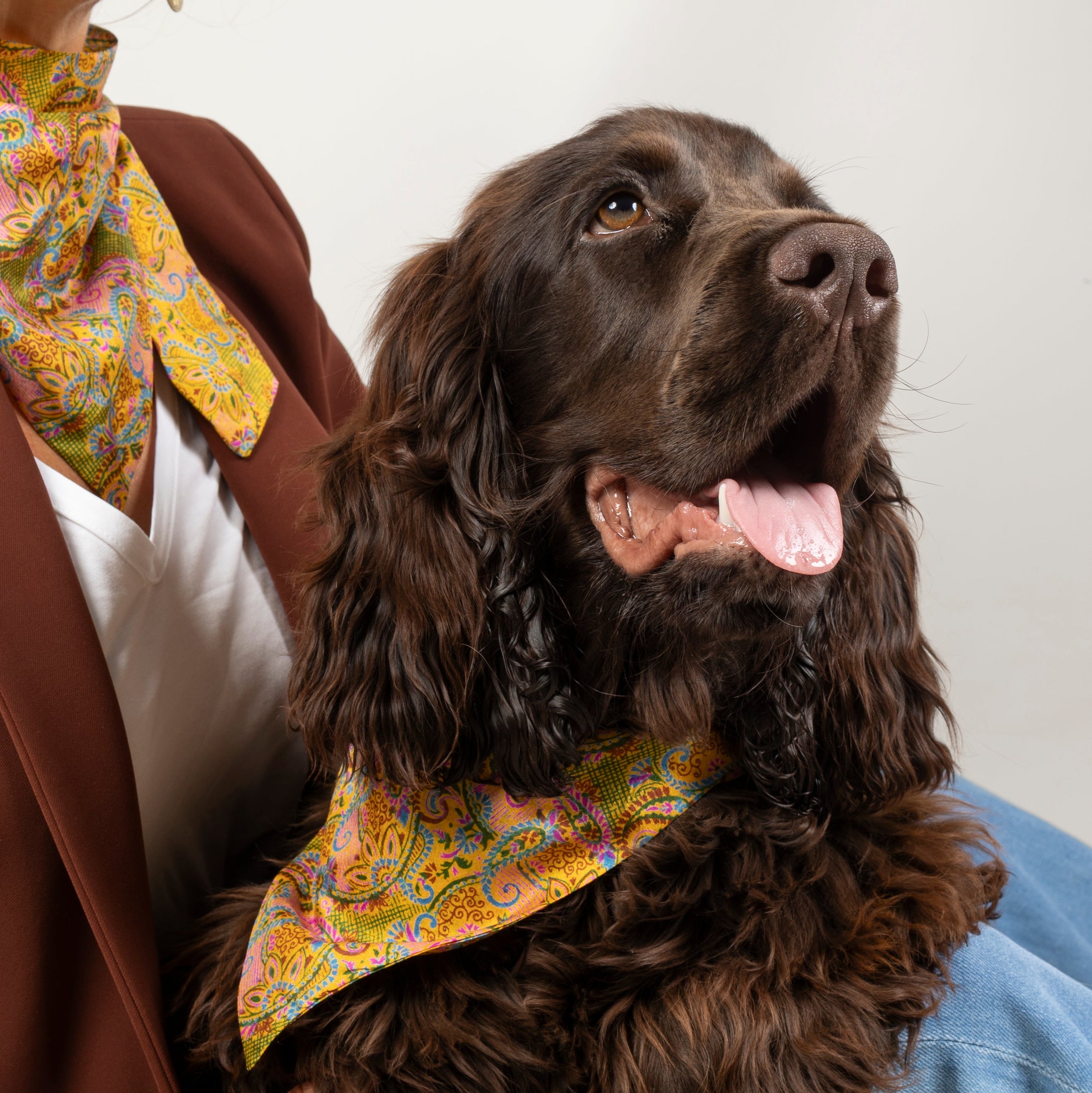 Foulard de soie Joy pour chien-Les Soieries d'HUBBTON'S