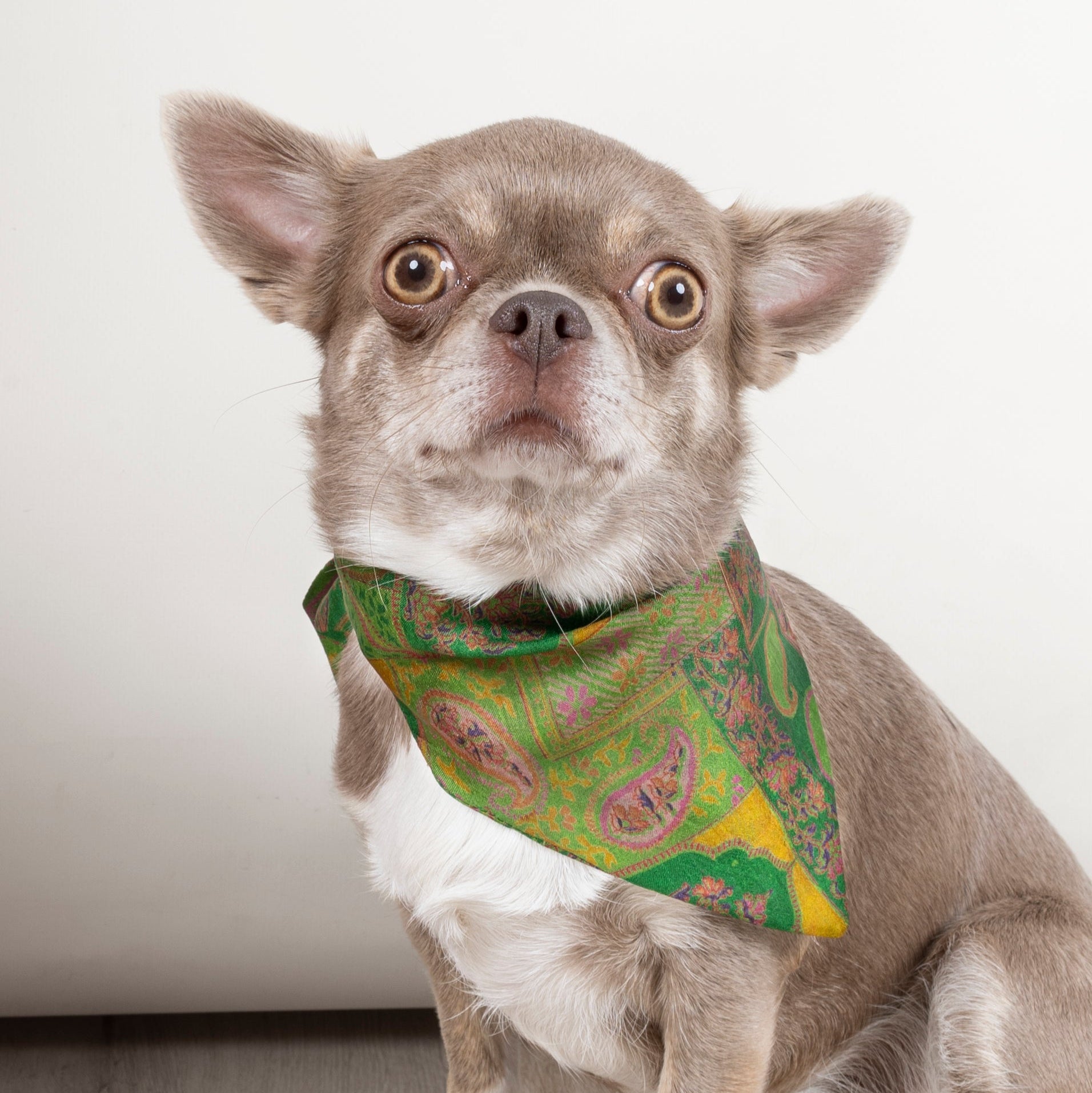 Foulard de soie Kaki pour chien-Les Soieries d'HUBBTON'S