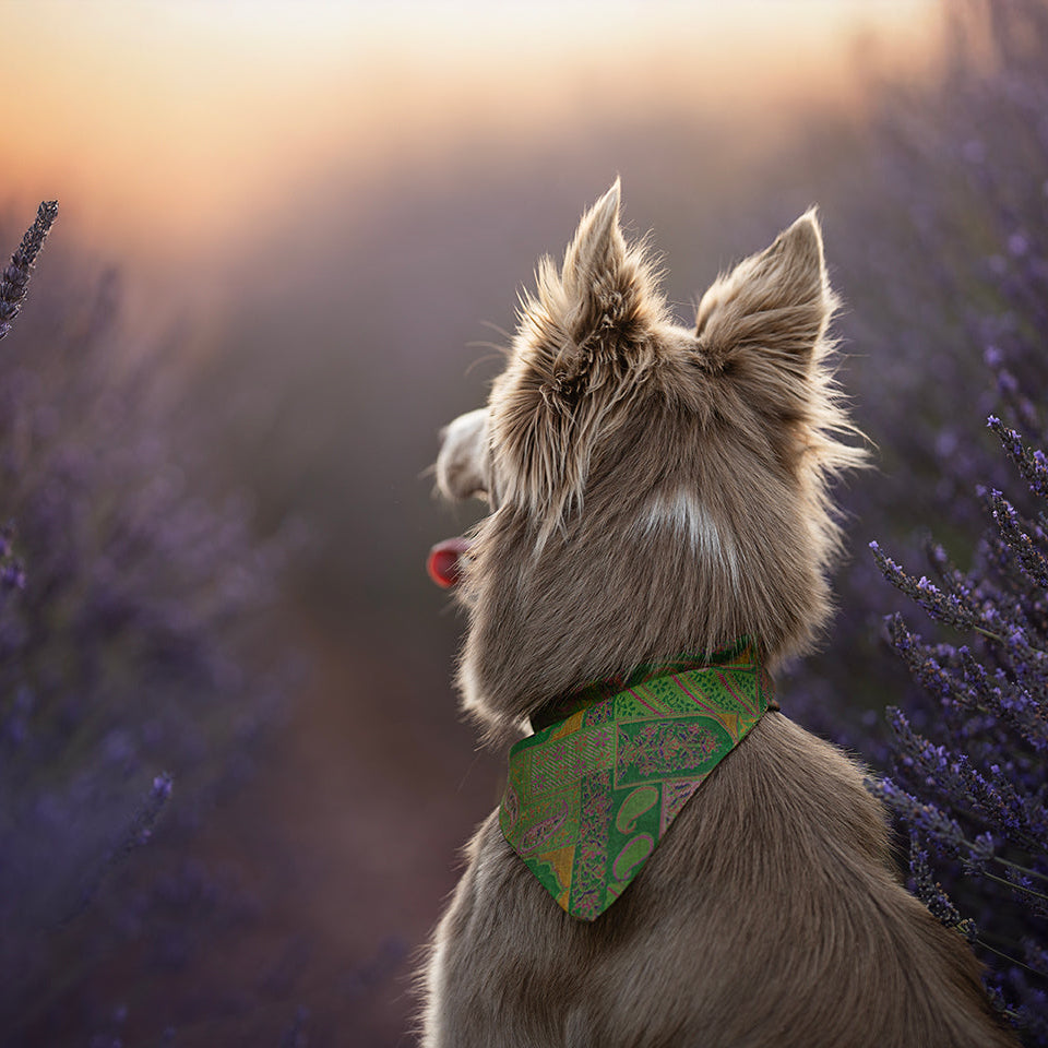 Foulard de soie Kaki pour chien-Les Soieries d'HUBBTON'S