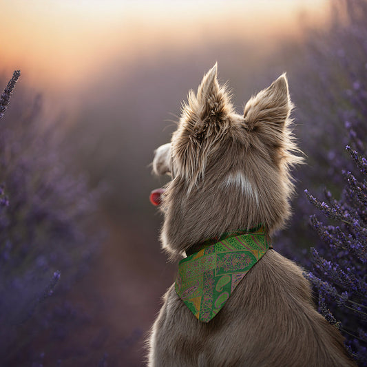 Foulard de soie Kaki pour chien-Les Soieries d'HUBBTON'S