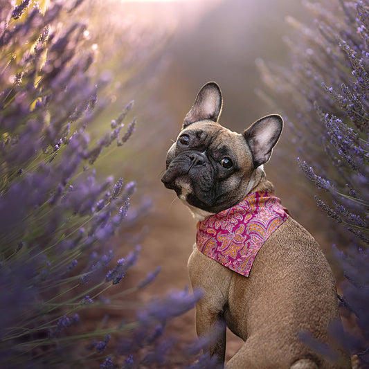 Foulard de soie Rose Indien pour chien-Les Soieries d'HUBBTON'S
