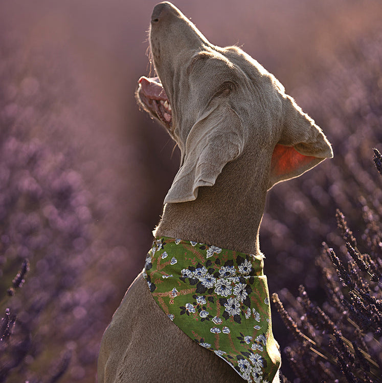 Foulard de soie Vert fleuri pour chien-Les Soieries d'HUBBTON'S