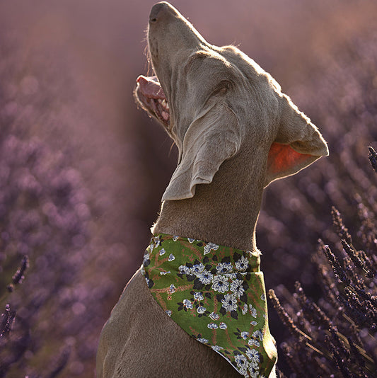 Foulard de soie Vert fleuri pour chien-Les Soieries d'HUBBTON'S