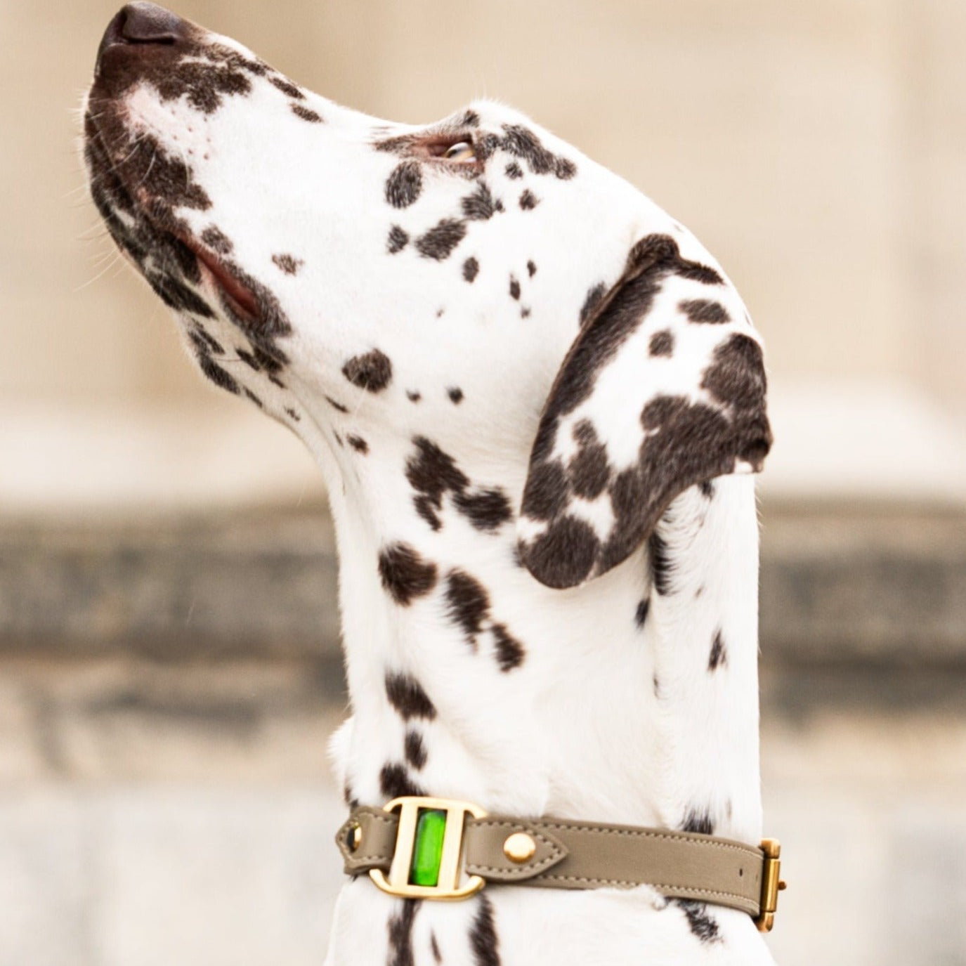 profil de Dalmatienne portant Touareg fin boucle bronze et murano olive