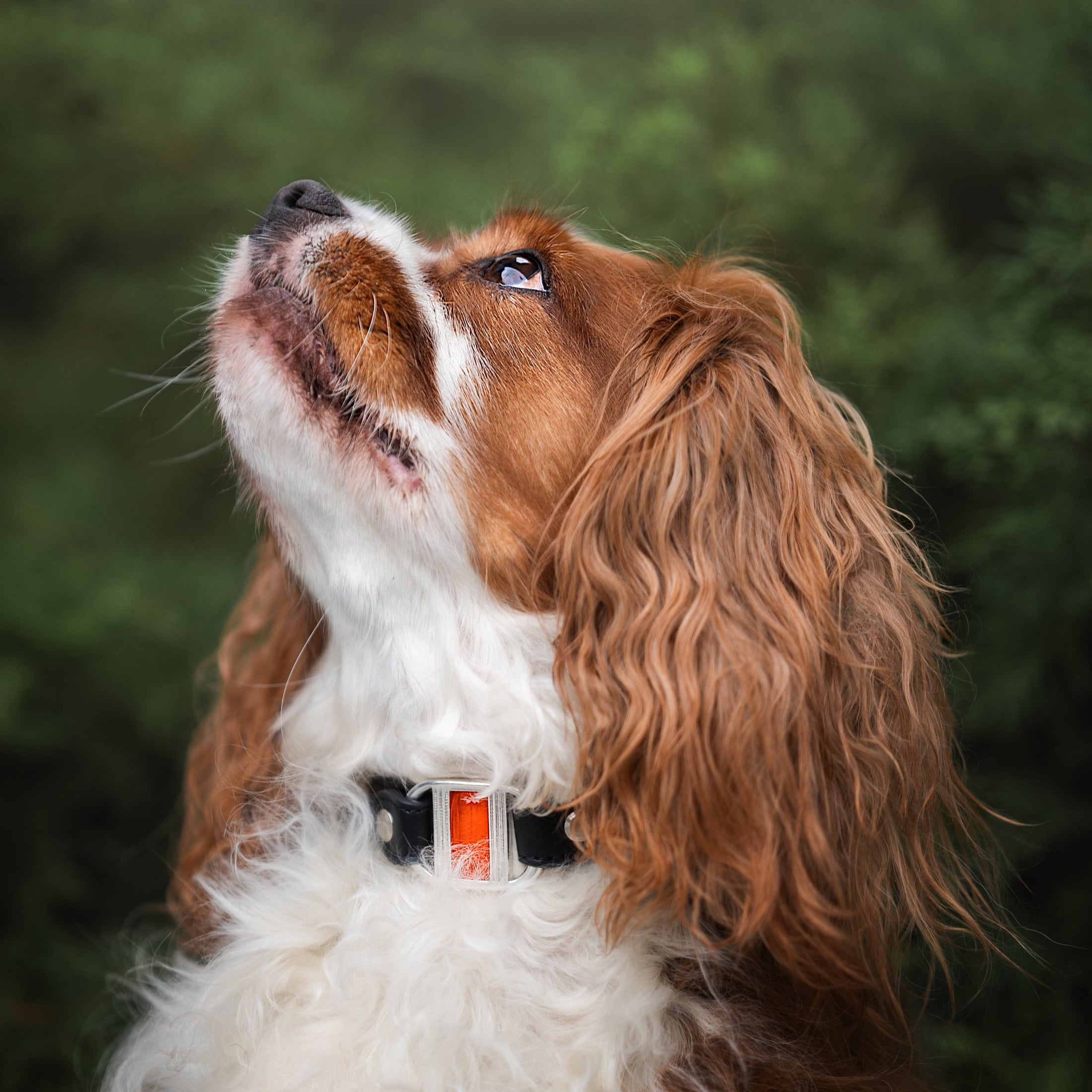 Corps de Collier Touareg pour Petit et Moyen Chien (petite boucle Signature et cabochon à ajouter)