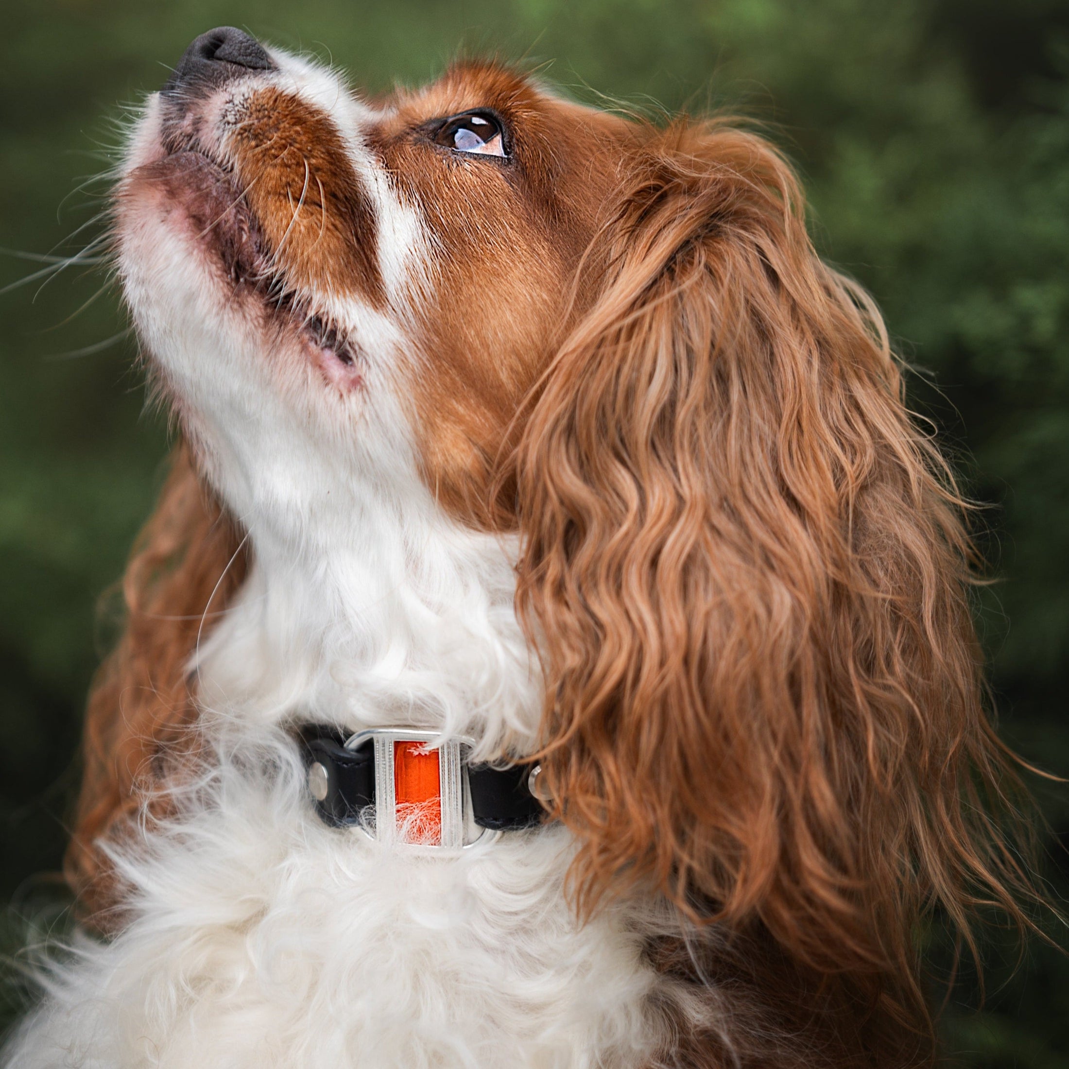 profil cavalier king charles portant collier touareg fin noir et murano orange